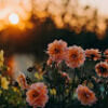 campbell_12777